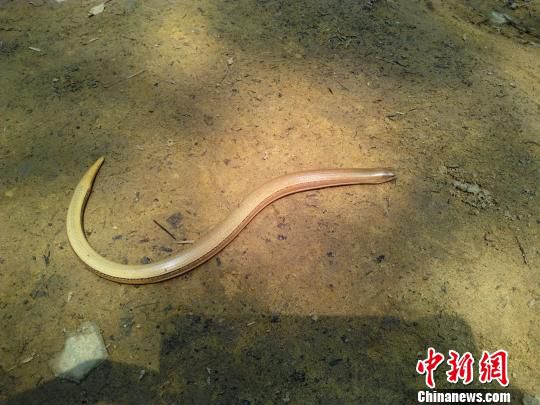 图为工作人员在巡山护林途中偶然拍摄到的“蛇蜥”。