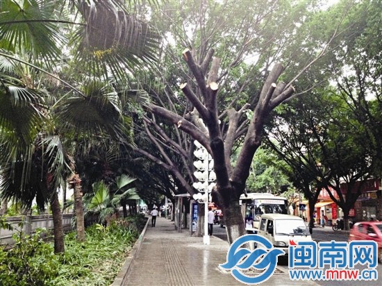 昨天，这棵倾斜的树已被“剃头”