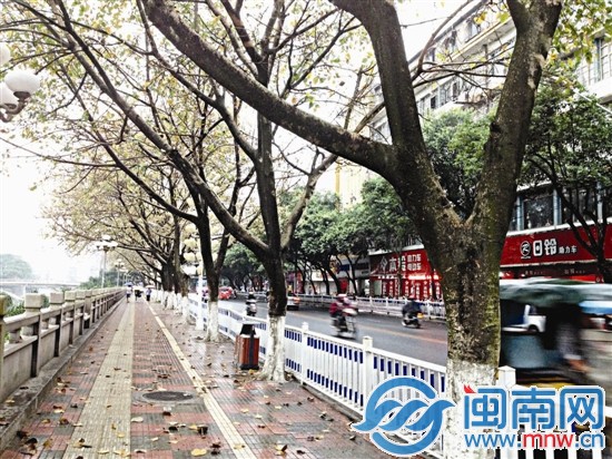 龙川东路种的菩提树落叶很快