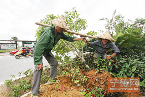 宁德市区四条示范干道添“新绿”
