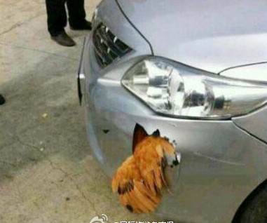 公鸡撞上飞驰的轿车