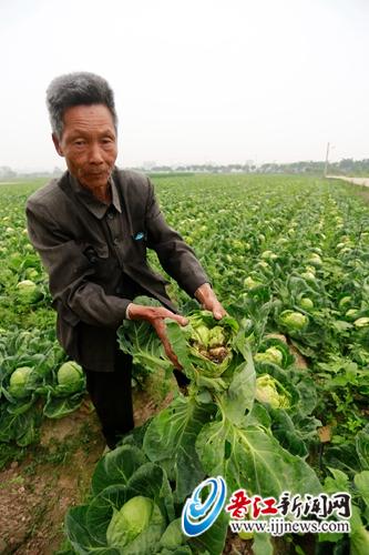 近6万斤包菜坏死田间