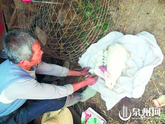 主人精心照料母兔和兔宝宝