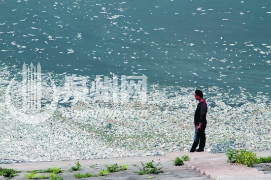 成片死鱼漂浮水面