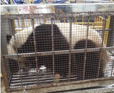 大熊猫