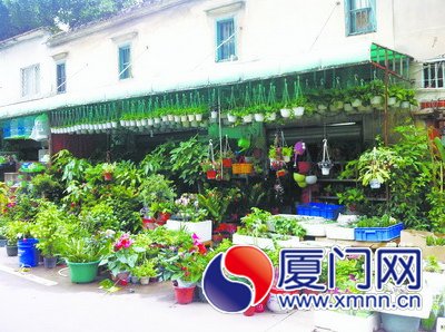 “驱蚊盆栽”热销