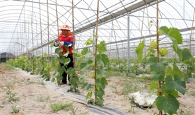 石狮海阔天空现代果蔬农场已完成120多亩标准化果蔬&nbsp;