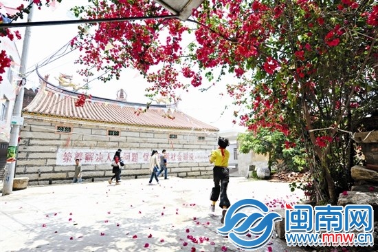 灿烂阳光下，三角梅更艳丽了（昨12时许，摄于泉港区 