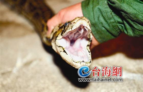 漳州一市民徒手制服一条长3米重140斤的大蟒蛇