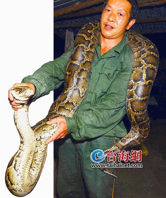 漳州一市民徒手制服一条长3米重140斤的大蟒蛇1