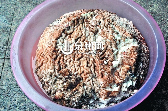 表皮皱巴巴的，看起来像动物大脑。