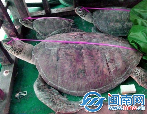 菲律宾军警以中国渔船“非法”捕捞海龟为由抓扣11名 