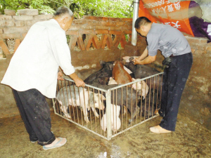 围堵小猪打针不再麻烦