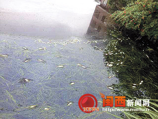 上杭县白砂镇塘丰村一鱼塘数百斤鱼
