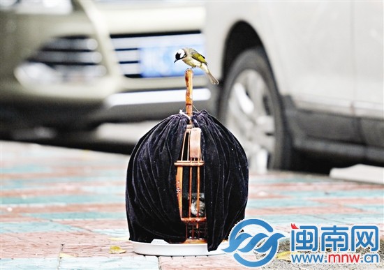 大白头翁站在鸟笼上，不断向鸟笼内张望