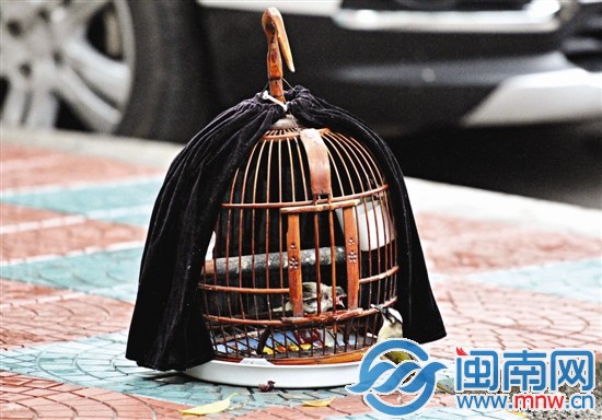 小白头翁张大嘴巴等待食物