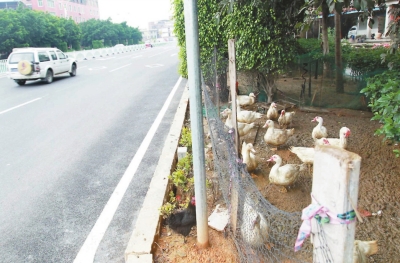 绿化带上圈养家禽。