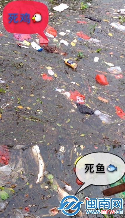 死鸡、死鱼
