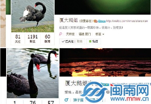 厦大学生为天鹅开的两个微博号很有爱