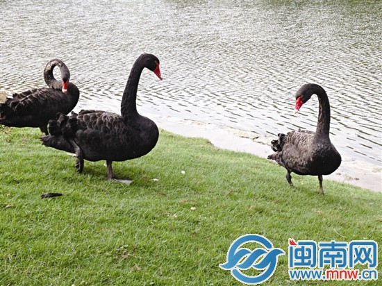 单身的圆圆、芳芳和阳阳只能相伴安慰，而月月则独自 