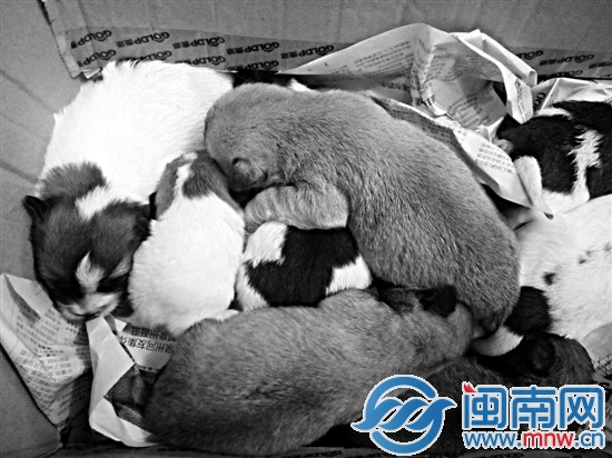 8只小狗没奶吃 有人愿抱养吗