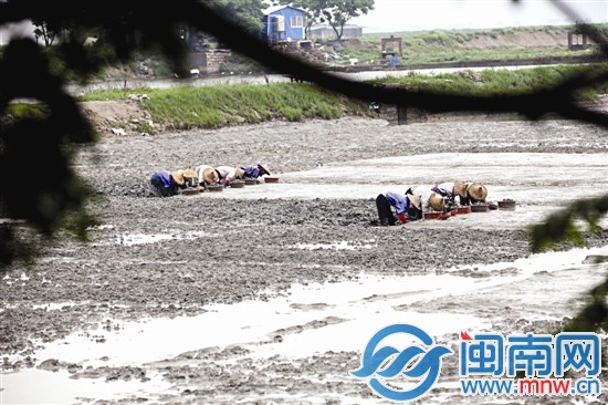 又到蛏肥味美时