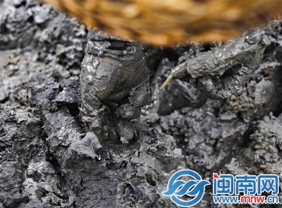 又到蛏肥味美时 1