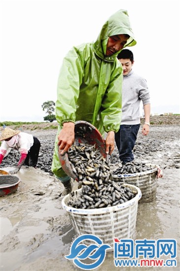 又到蛏肥味美时 2