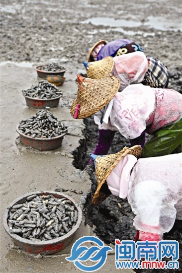 又到蛏肥味美时 5