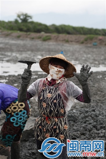 又到蛏肥味美时 4