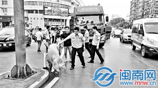 肥猪跳车 “越狱”逛大街
