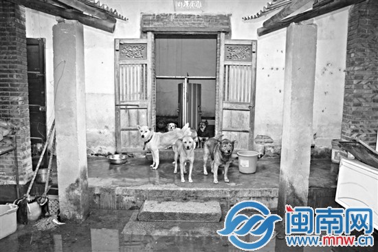 小动物救助中心超负荷 狗狗们需要您的帮助