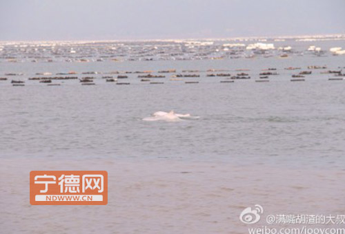 中华白海豚到访霞浦海域