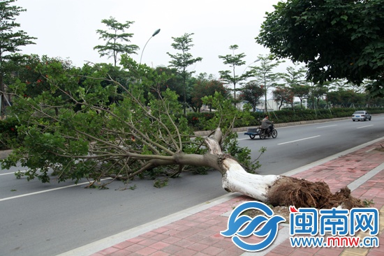 树根腐烂，泥土松动