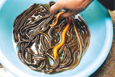 通体金黄像一条小龙