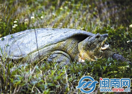 神秘雨林虎伯寮将建2景区 4
