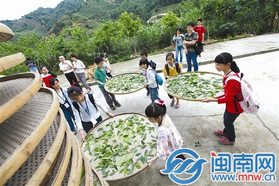 海都小记者 当了回小茶农