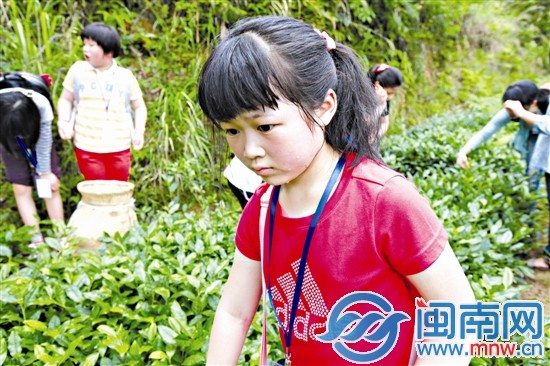 海都小记者 当了回小茶农1