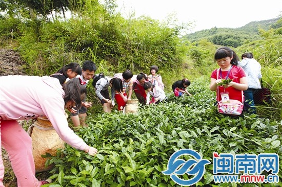 海都小记者 当了回小茶农2