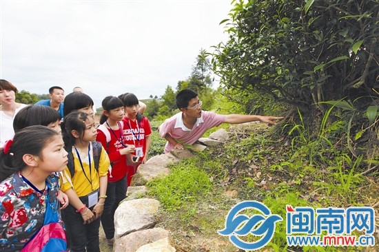 海都小记者 当了回小茶农5