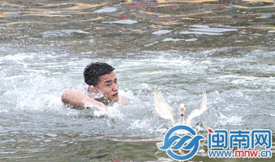 呆萌的鸭子与选手上演了一场水中“赛跑”