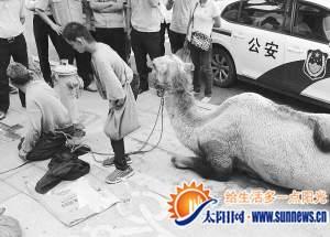 骆驼乞讨族吸引许多路人。记者 王俊贤 摄