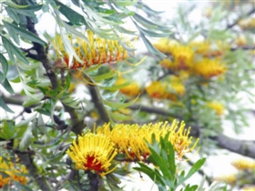 银桦树花开“别样美”