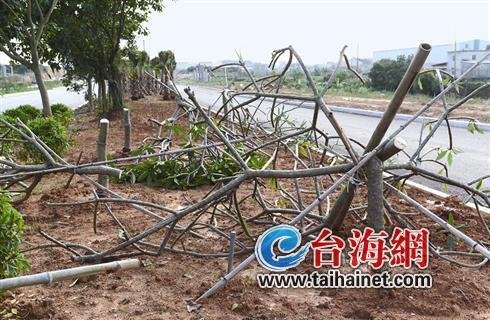 翔安南路30多棵贵重树木被腰斩
