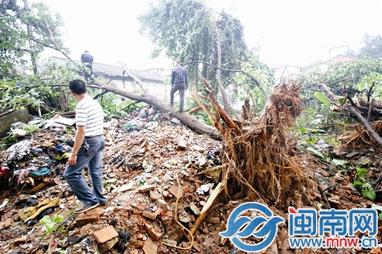 陪伴10多年还不知它的名字