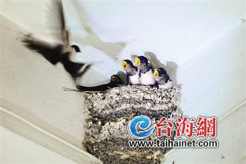 商店外墙角燕子喂食雏燕