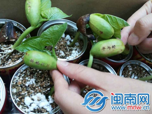 会显示字的“神奇魔豆”