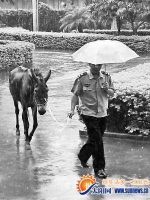 民警一手撑伞一手牵骡子