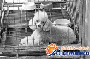 贵宾犬在主人不知情的情况下两次怀孕。