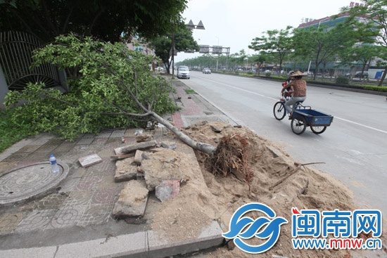 行道树被推倒 是园林处要换树